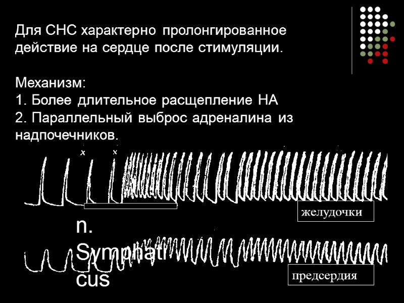 Для СНС характерно пролонгированное действие на сердце после стимуляции.   Механизм:  1.